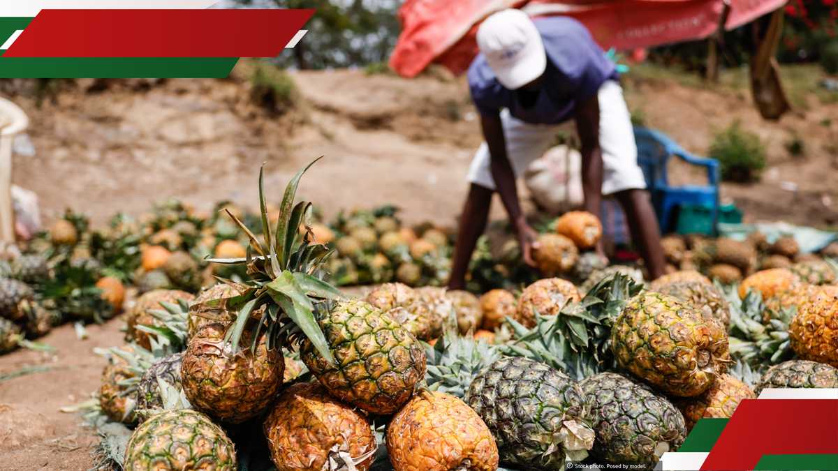 Del Monte Kenya Approved to Acquire Full 100% Stake in Mananasi Fibre