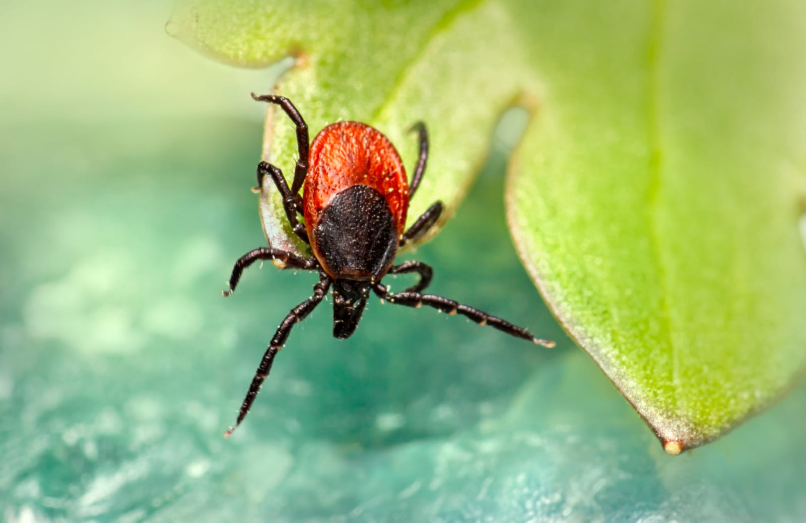 Malaria-Like Disease Spreads Into Delaware, Maryland, and Virginia